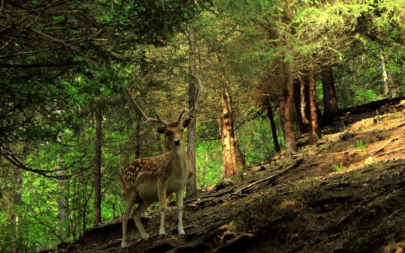 Deer with Antlers in Forest — Green