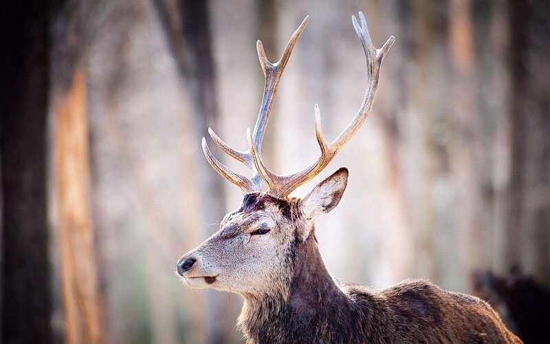 deer with antlers in forest