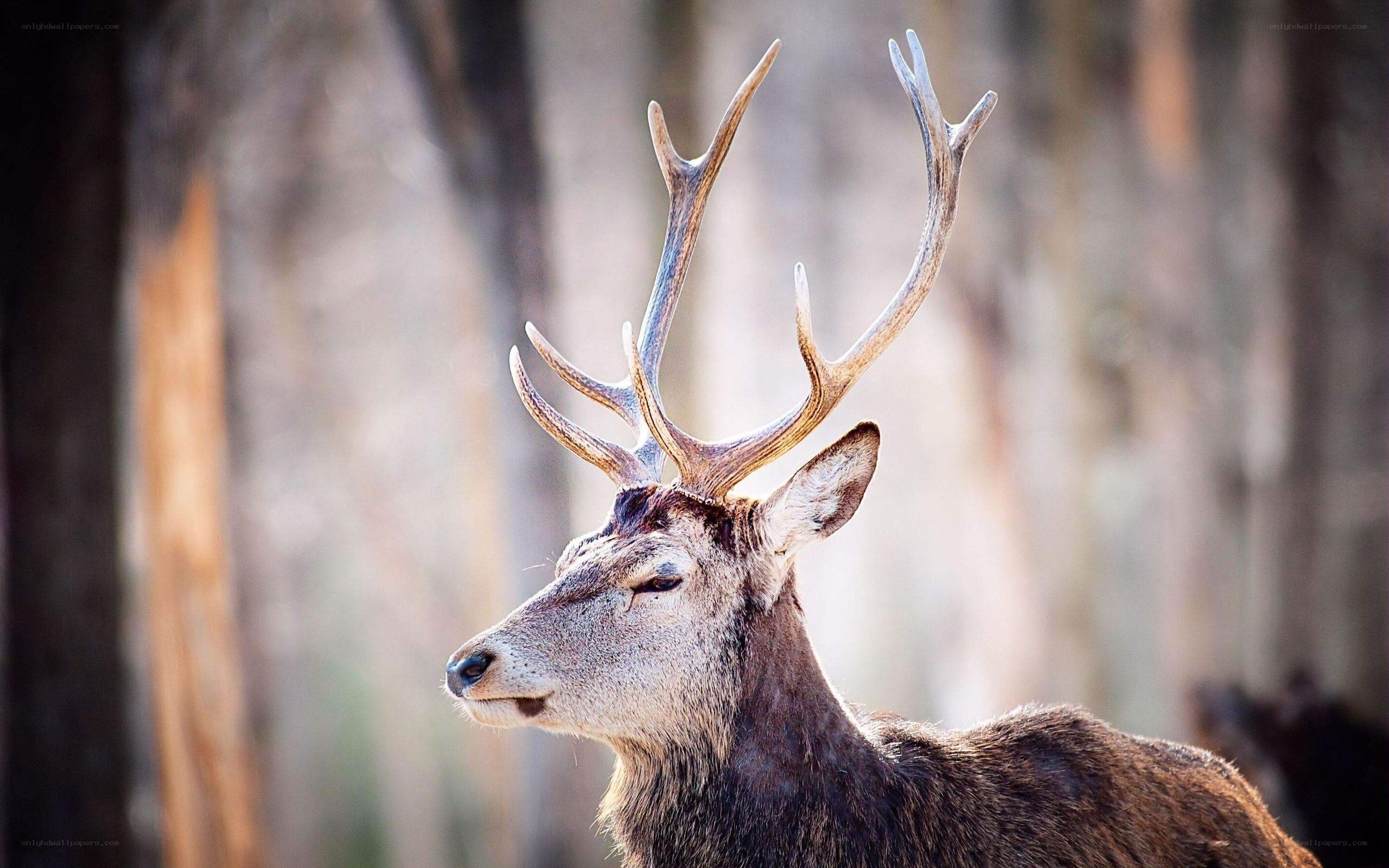 deer with antlers in forest