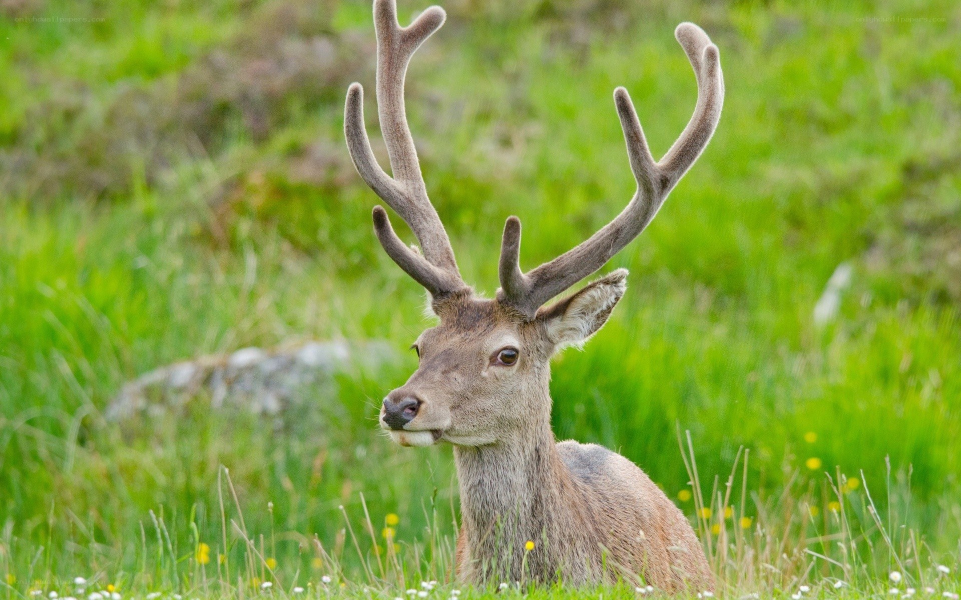 Deer with antlers in grass