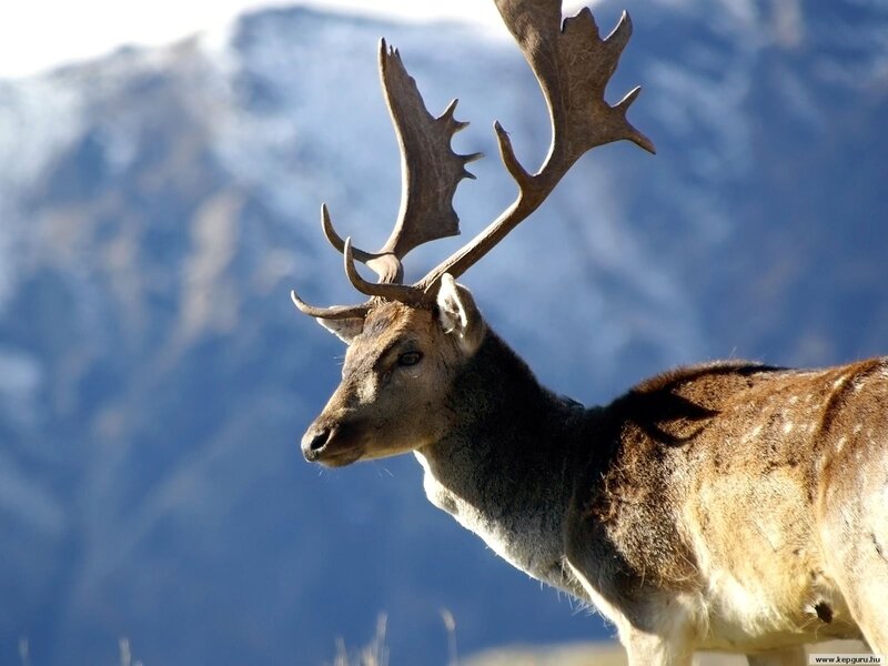 Deer with antlers in mountains