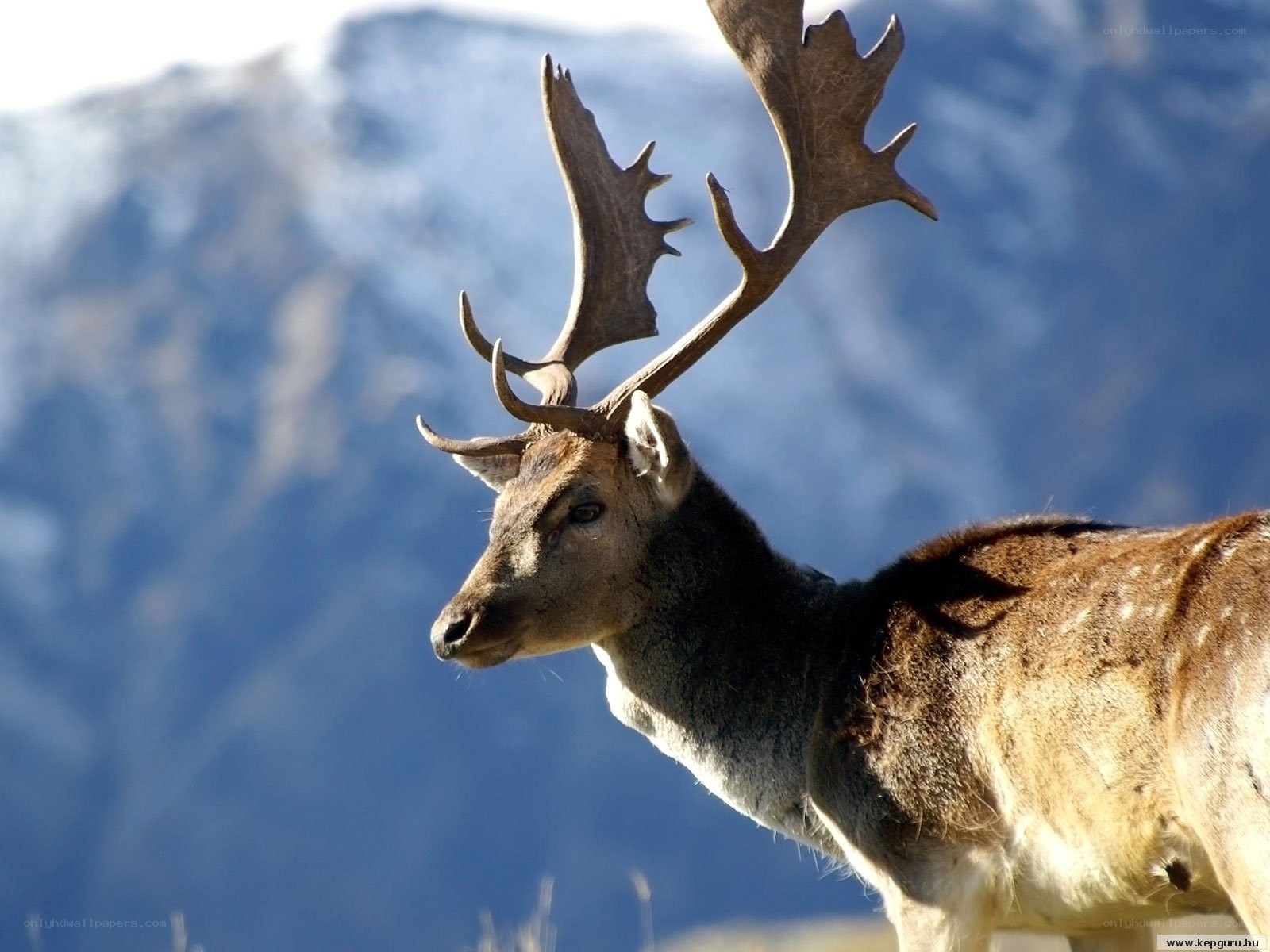 Deer with antlers in mountains