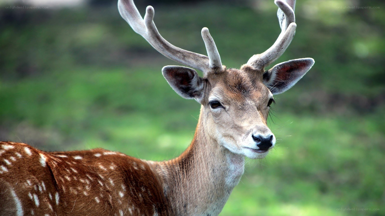 deer with antlers in nature