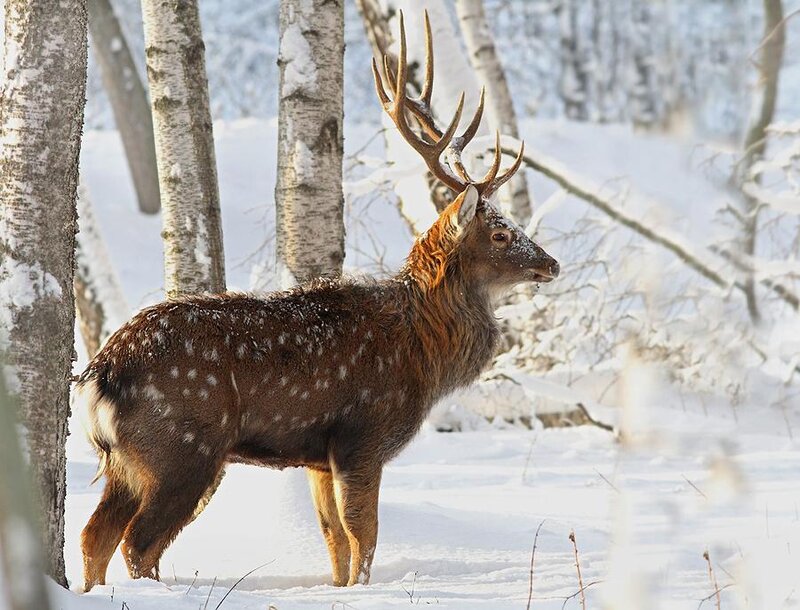 Deer with Antlers in Snow — Brown
