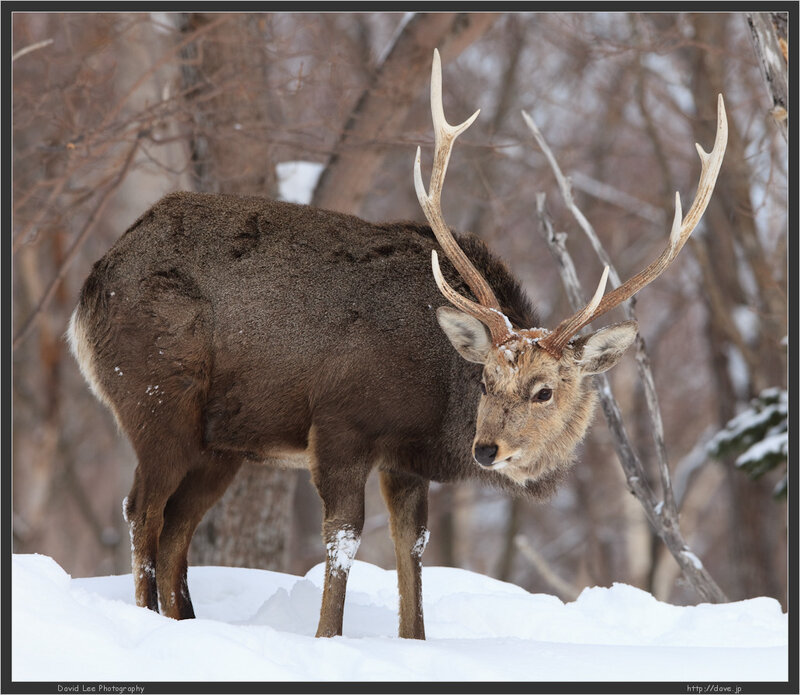 Deer with Antlers in Snow