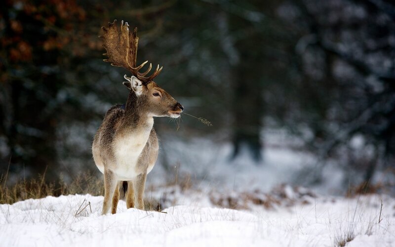 Deer with Antlers in Snow — White, Calm