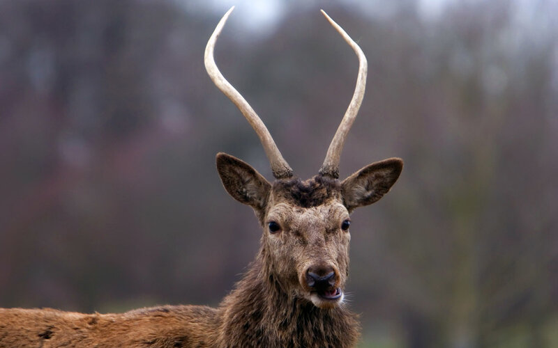 deer with antlers looking at camera