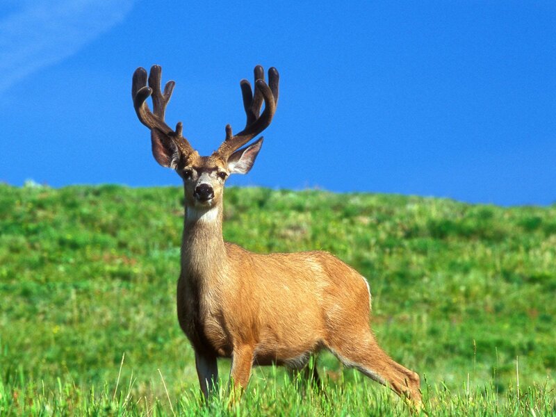Deer with antlers on a hill