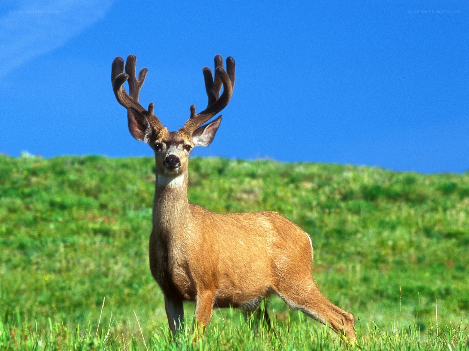Deer with antlers on a hill