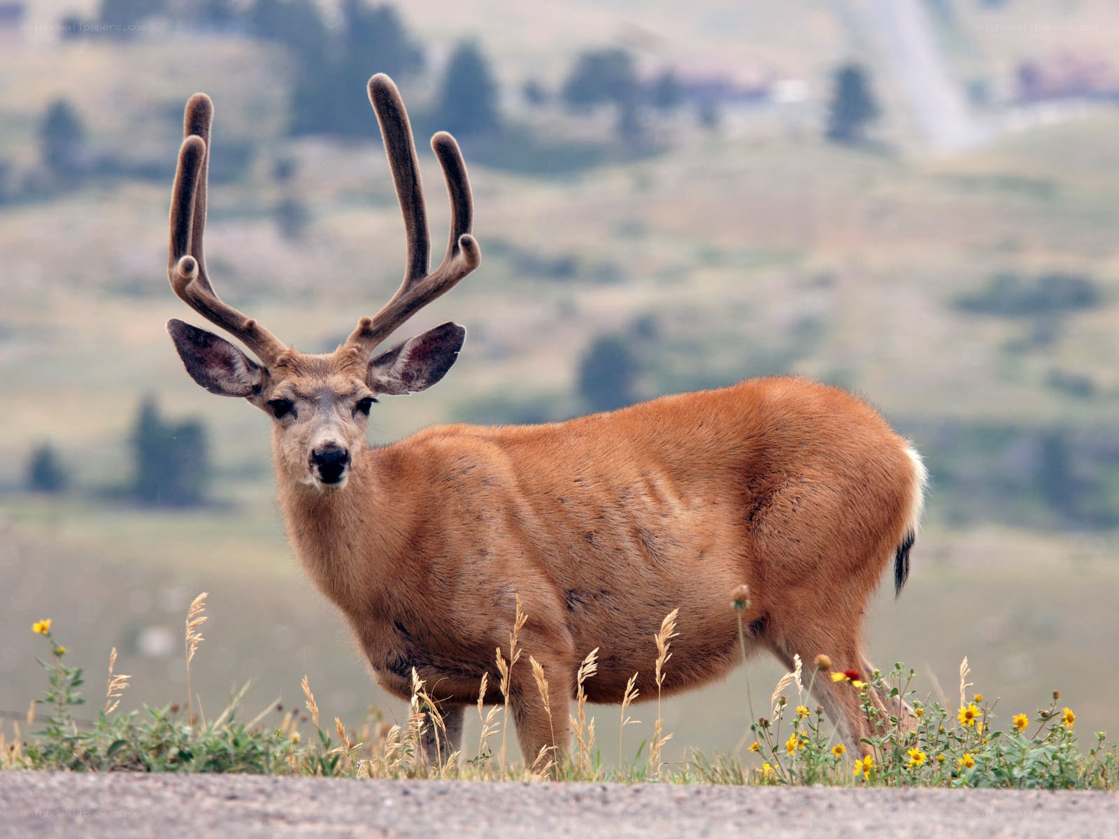 Deer with antlers on hillside