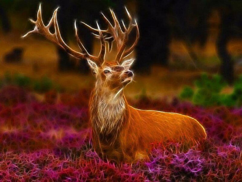 Deer with Antlers — Orange, Dramatic