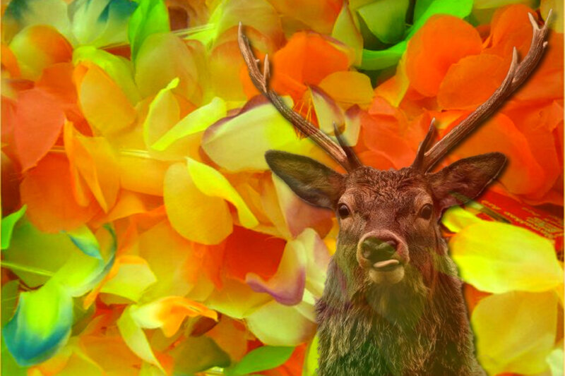 Deer with Antlers — Orange, Vibrant