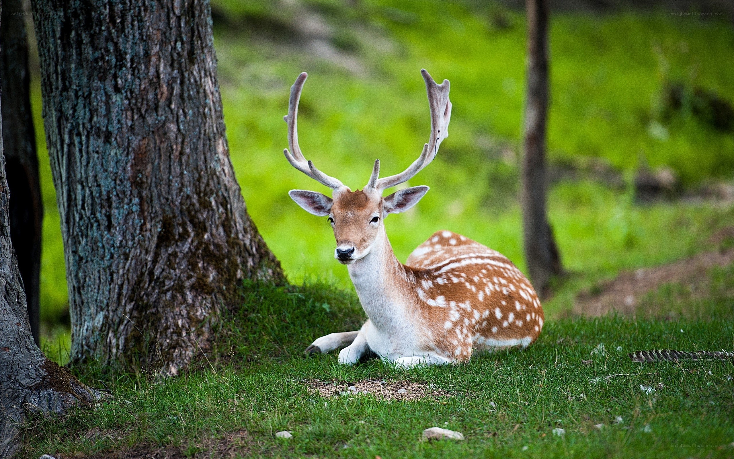Deer with antlers resting