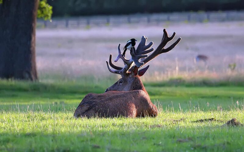 Deer with bird on antlers