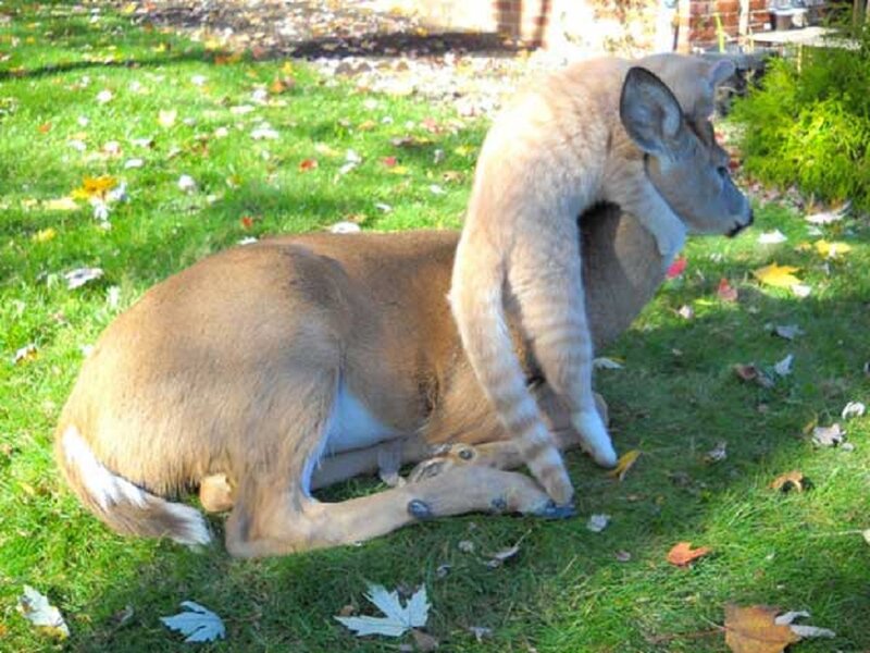 Deer with Cat on Back
