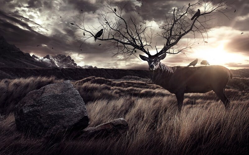 Deer with crow perches