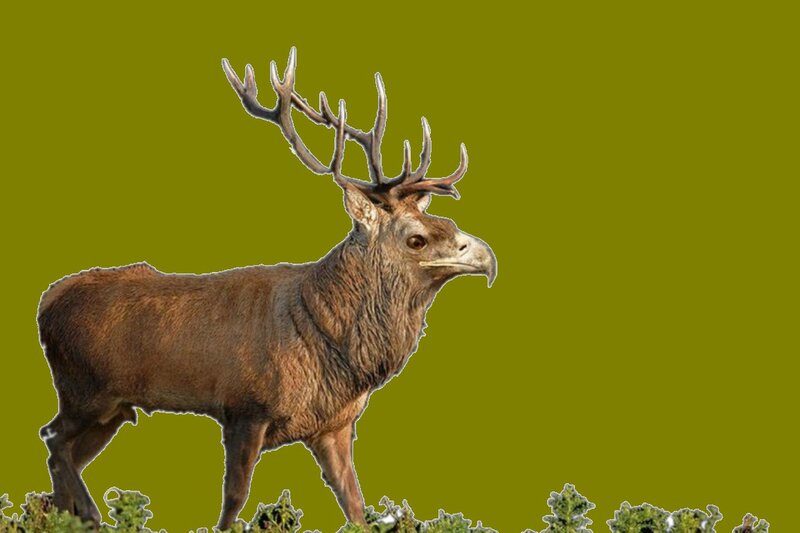 Deer with Eagle Head