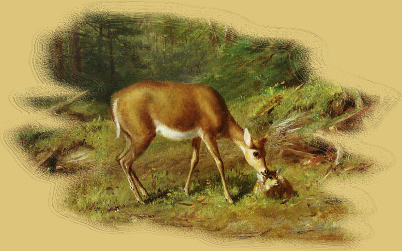 Deer with Fawn — Brown, Serene