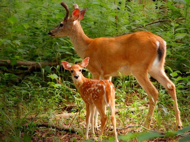 Deer with fawn in forest