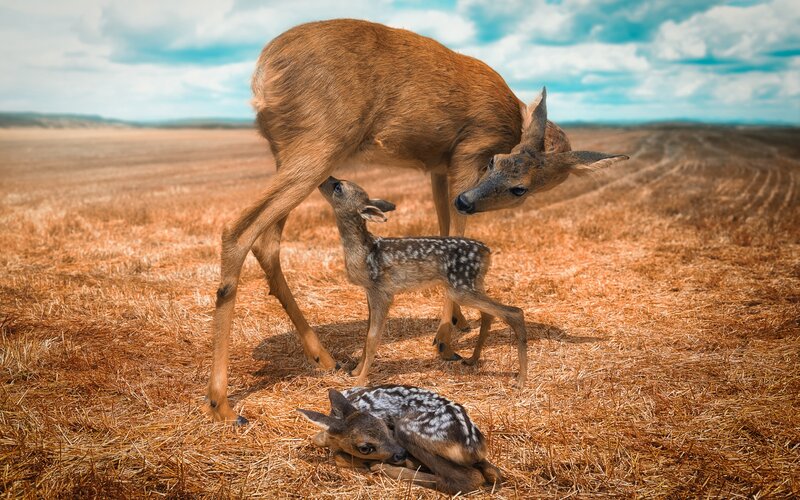 Deer with Fawns