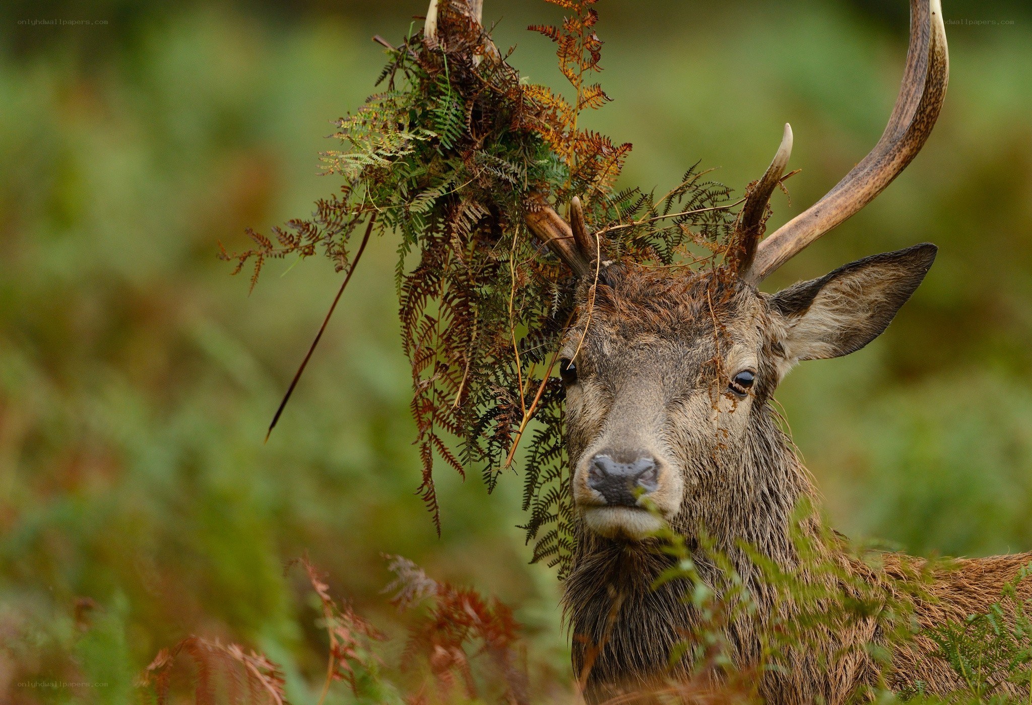 Deer with ferns on antlers