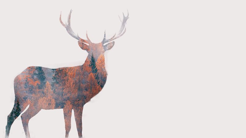 Deer with Forest Overlay