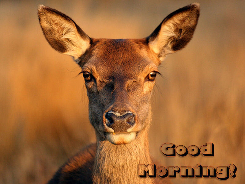 Deer with Good Morning text