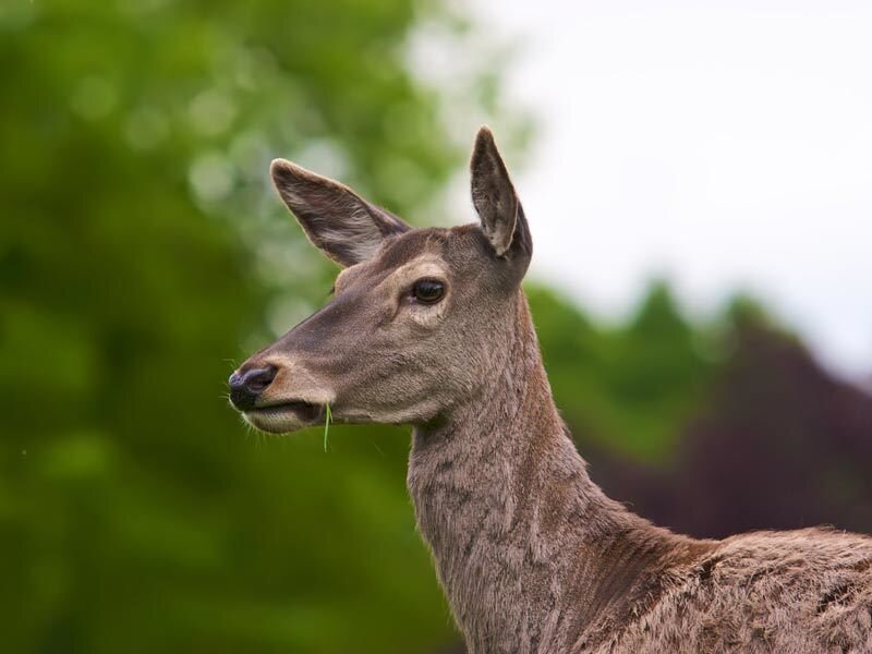 Deer with Grass in Mouth