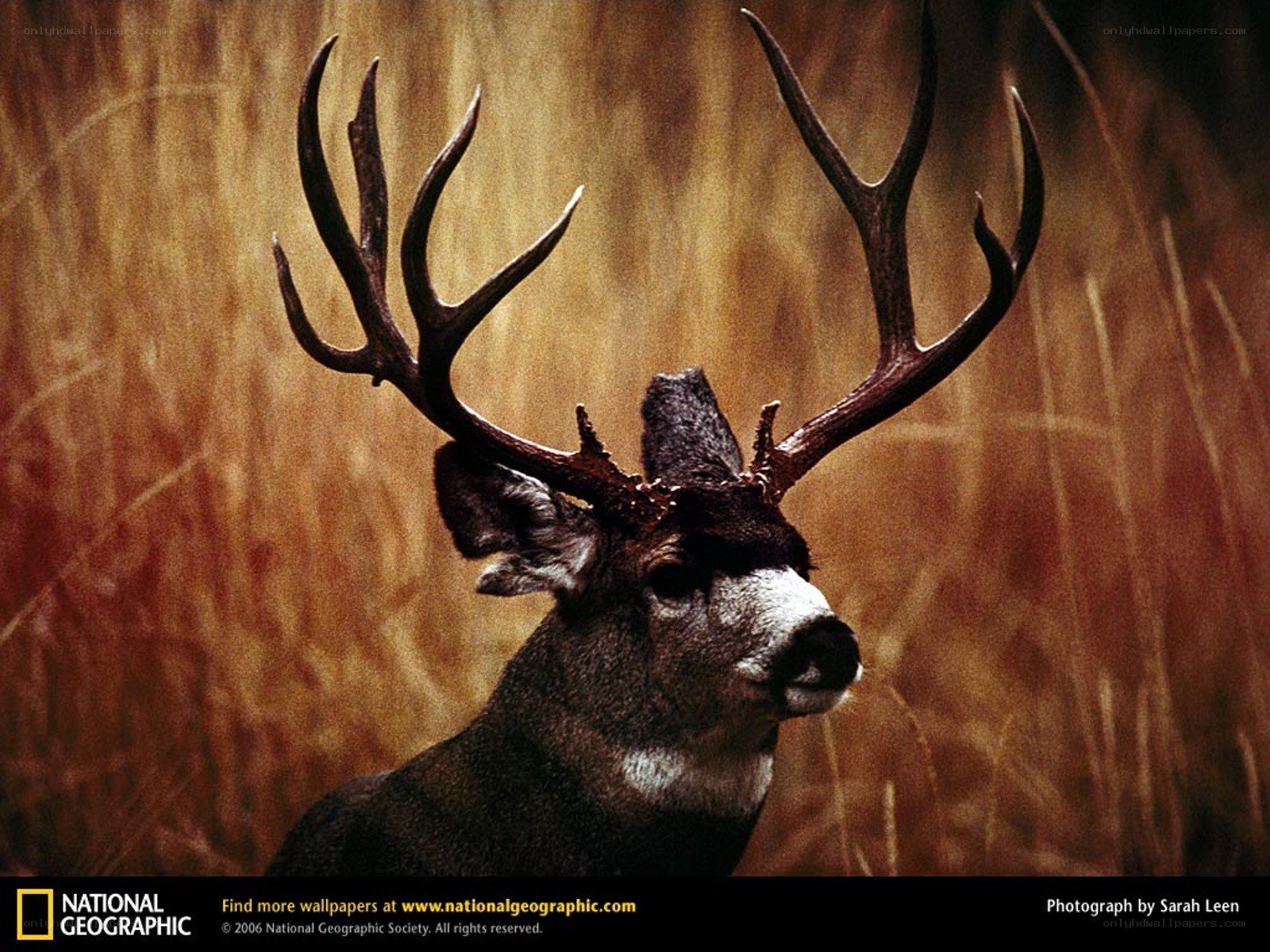 Deer with large antlers