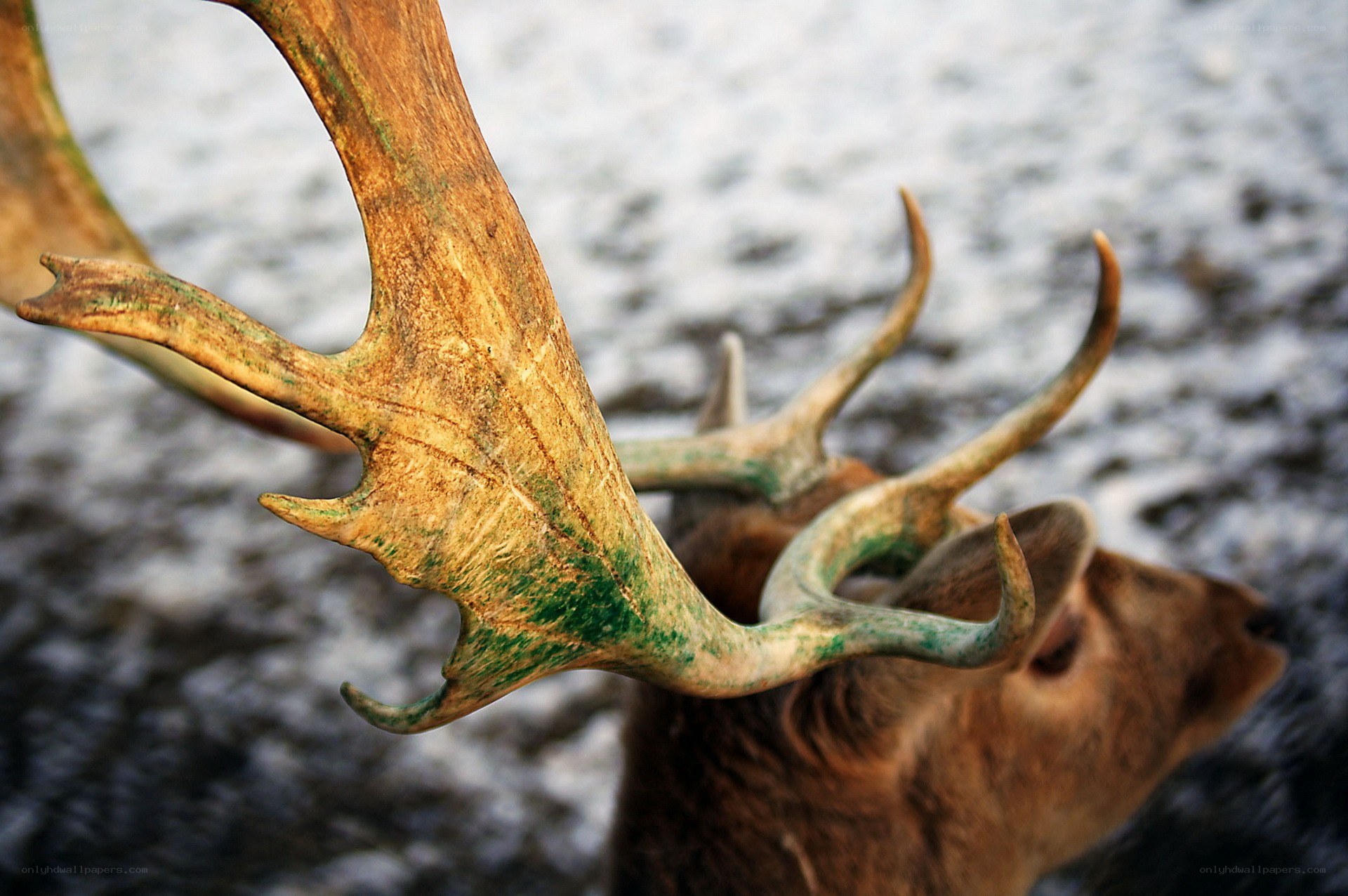 deer with large antlers
