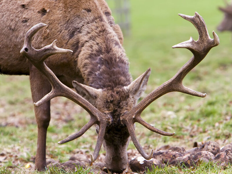 deer with large antlers