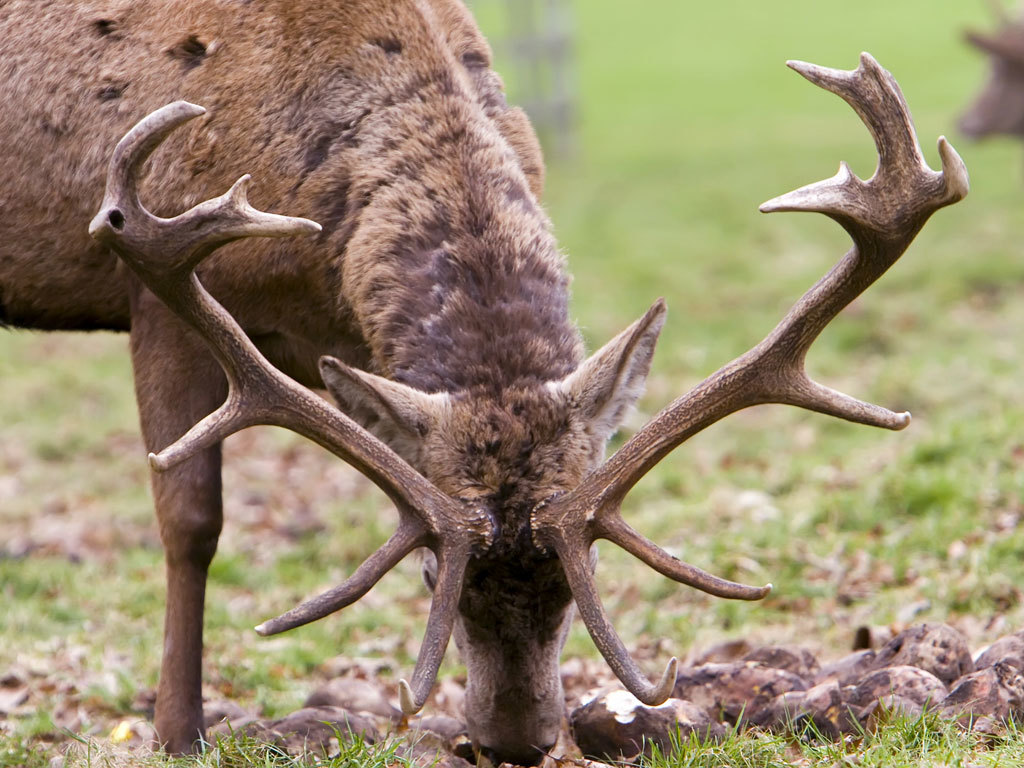 deer with large antlers