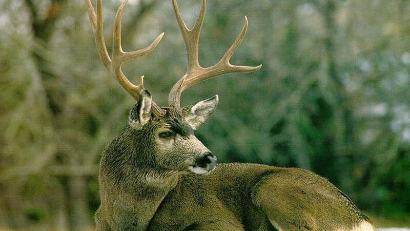 Deer with Large Antlers — Brown