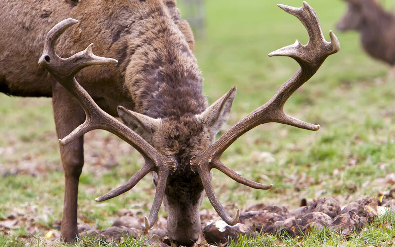Deer with large antlers grazing