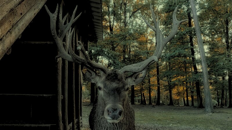 Deer with Large Antlers — Green, Serene
