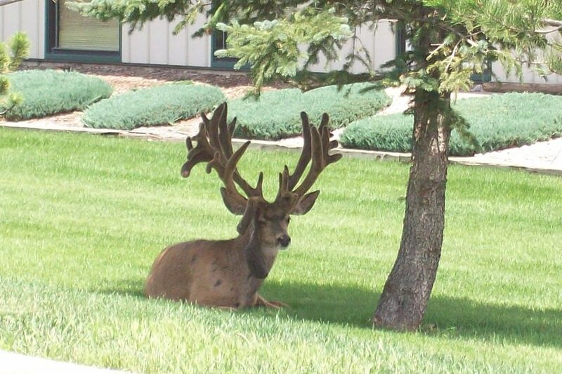 Deer with Large Antlers — Green