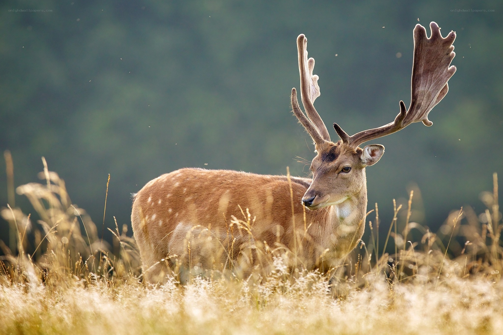 Deer with large antlers in field