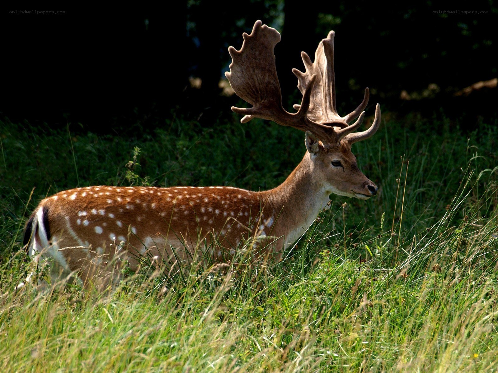 Deer with large antlers in grass