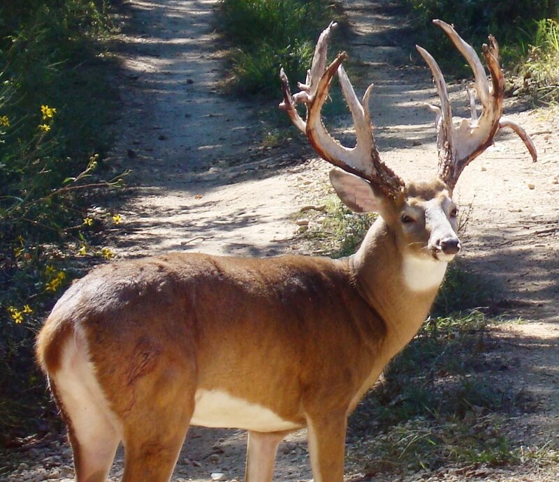 deer with large antlers on path