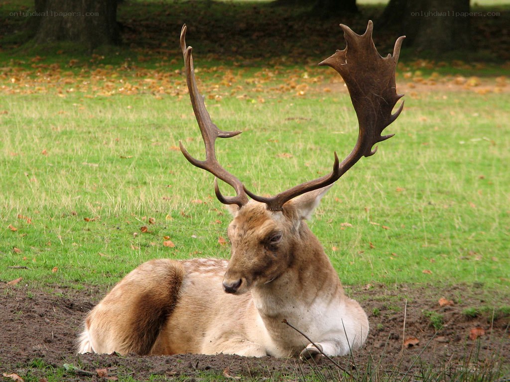 Deer with large antlers resting