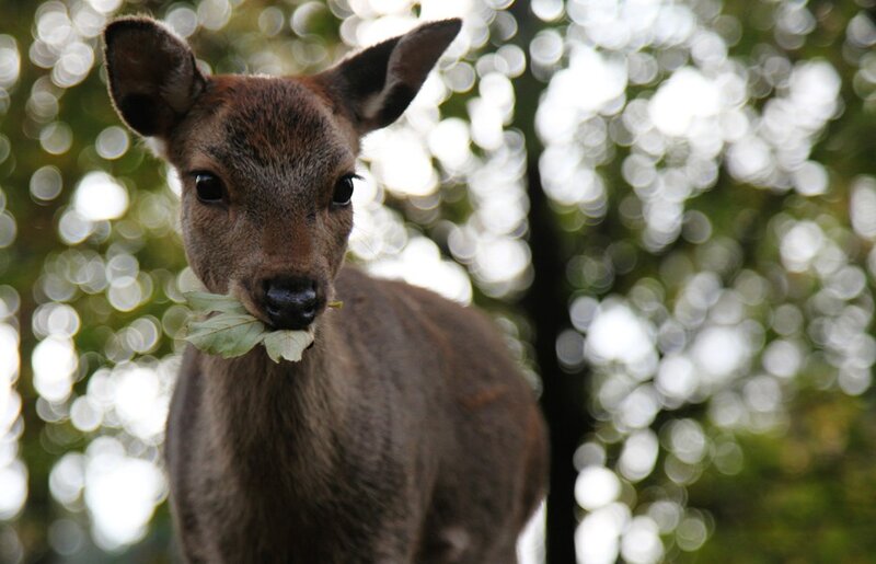 deer with leaf in mouth