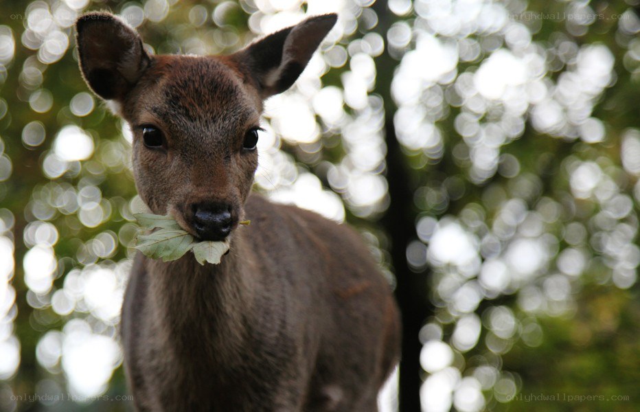 deer with leaf in mouth