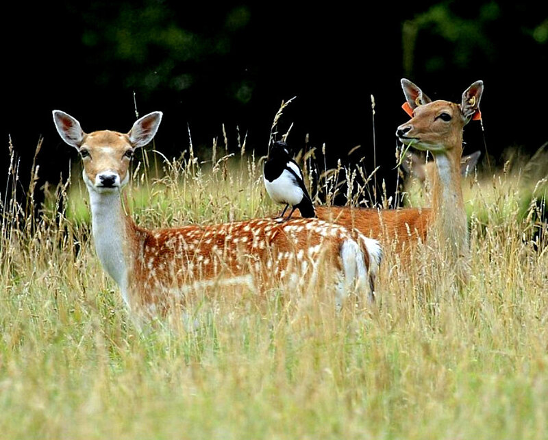 Deer with magpie in field