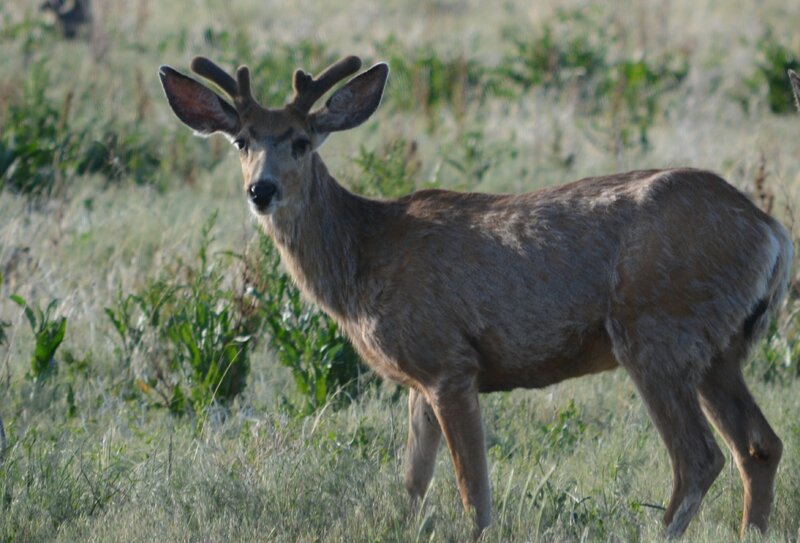 Deer with Small Antlers — Brown