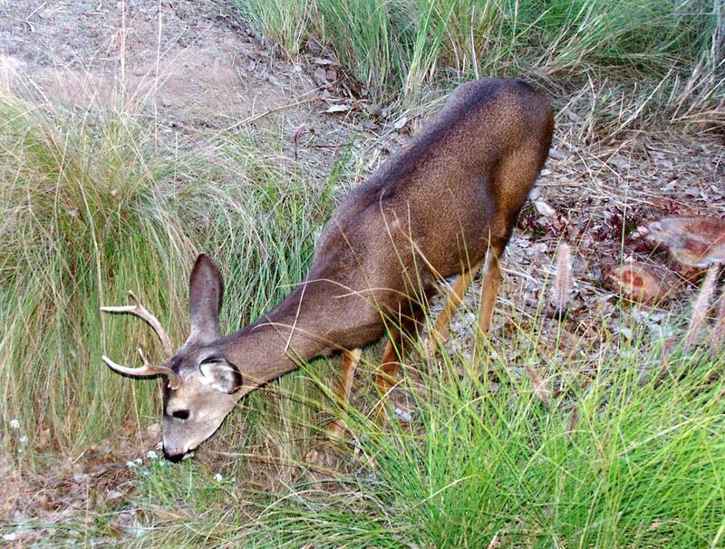 Deer with Small Antlers
