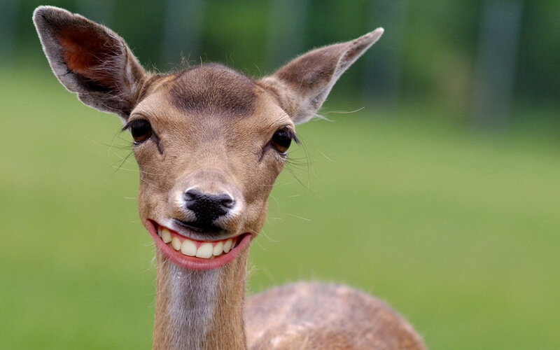Deer with Smiling Mouth