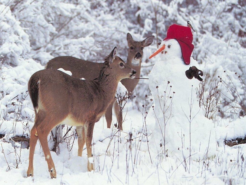 Deer with snowman in winter