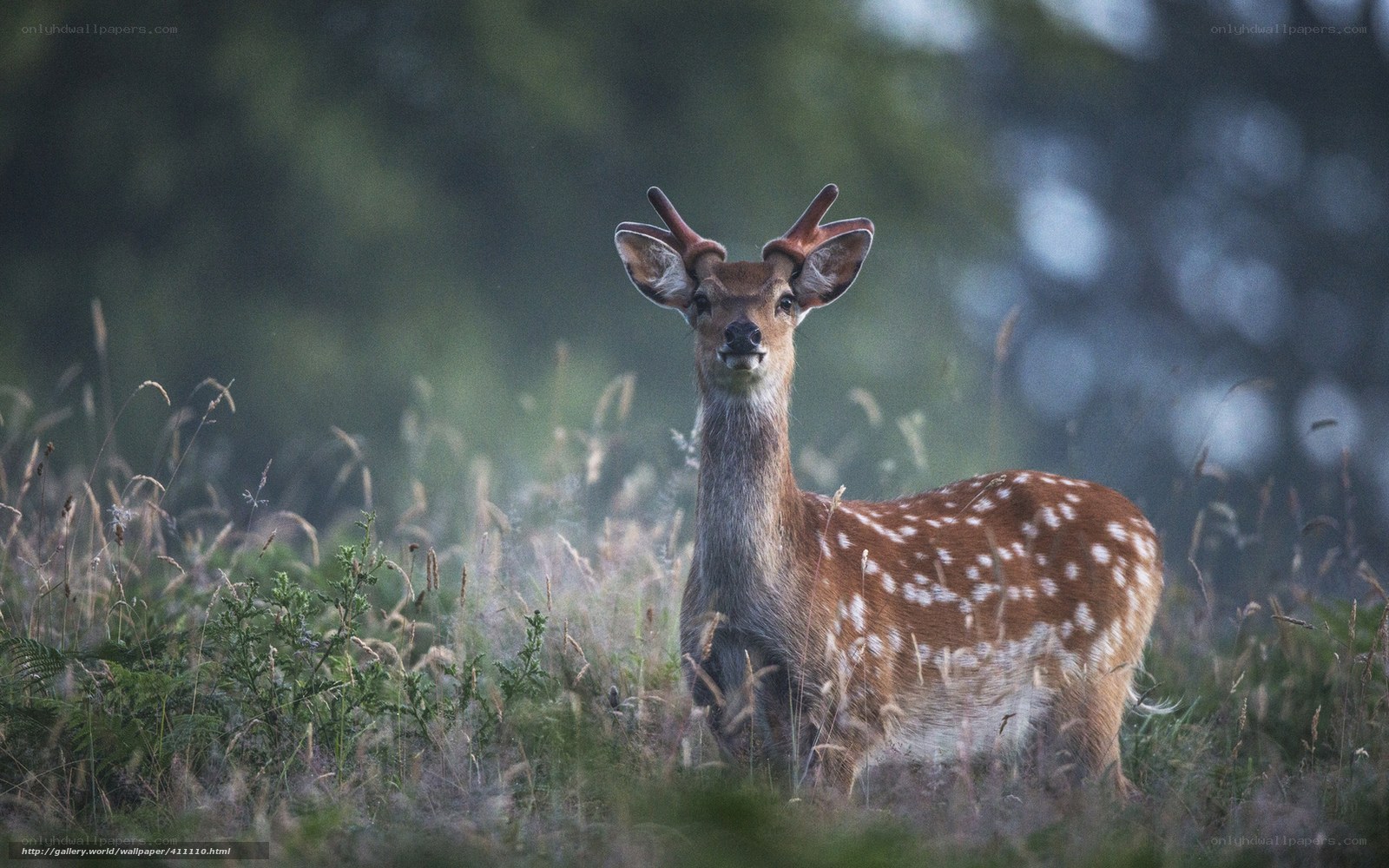 Deer with Spotted Coat