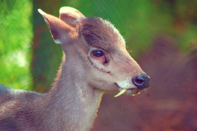 deer with tusks