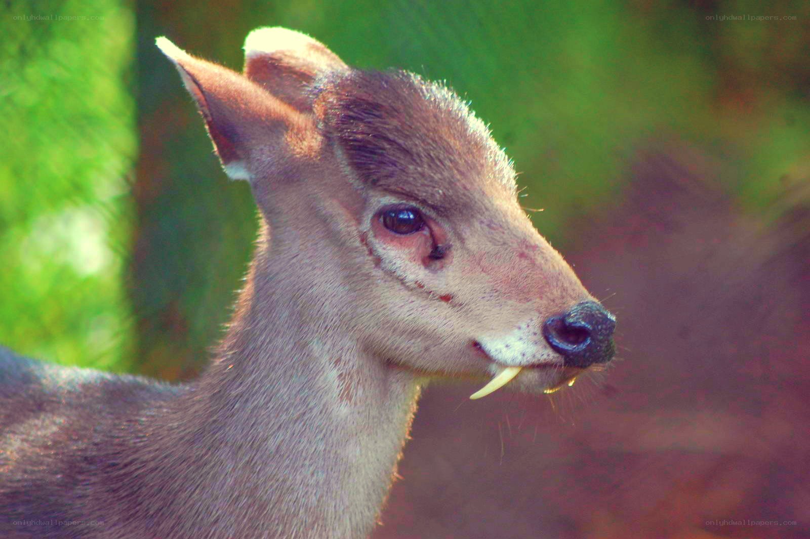 deer with tusks